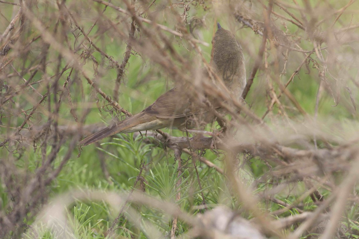 Chinese Bush Warbler - ML94599691