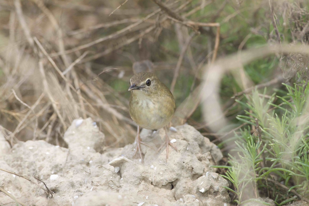 Chinese Bush Warbler - Adrian Boyle