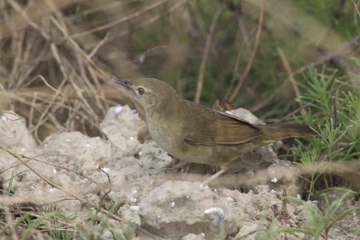 Chinese Bush Warbler - ML94599751