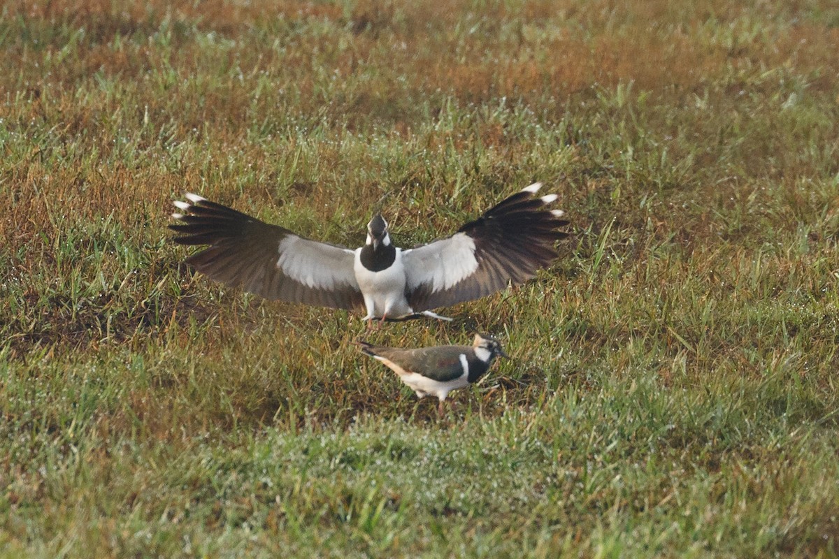 Northern Lapwing - Anonymous