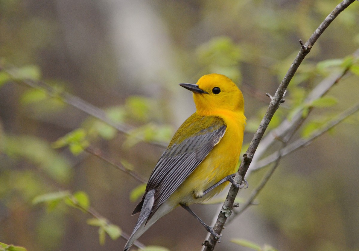 Prothonotary Warbler - Jim Easton