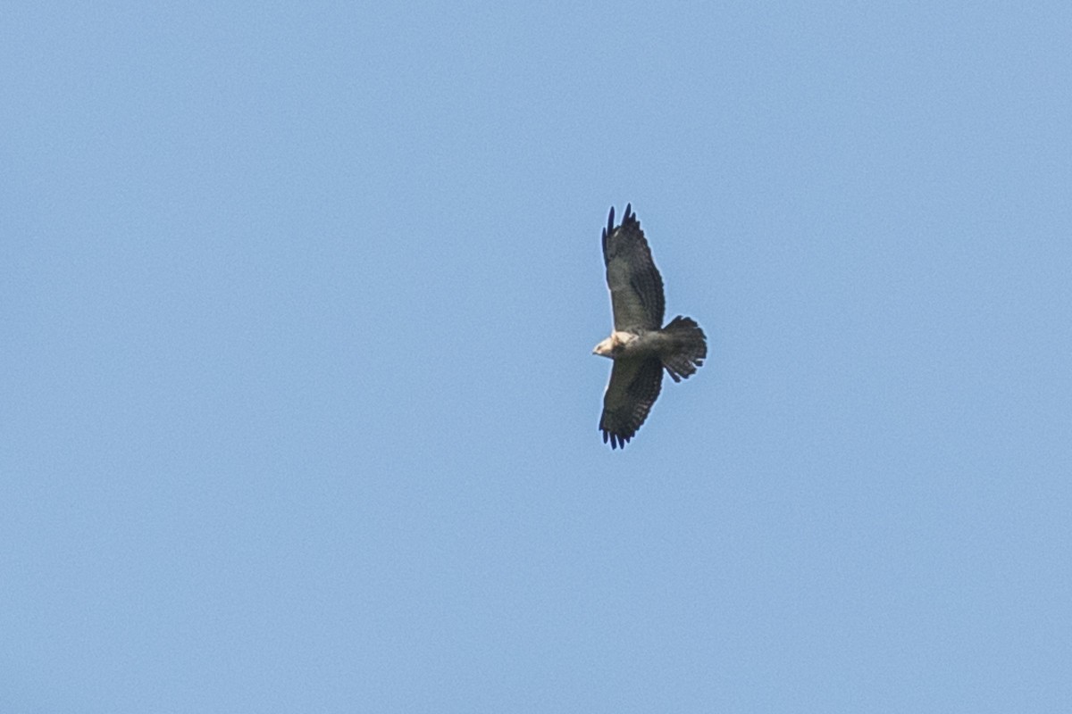 Swainson's Hawk - ML94607161