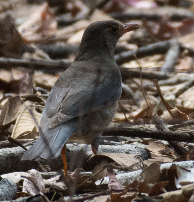 Indian Blackbird - ML94608321