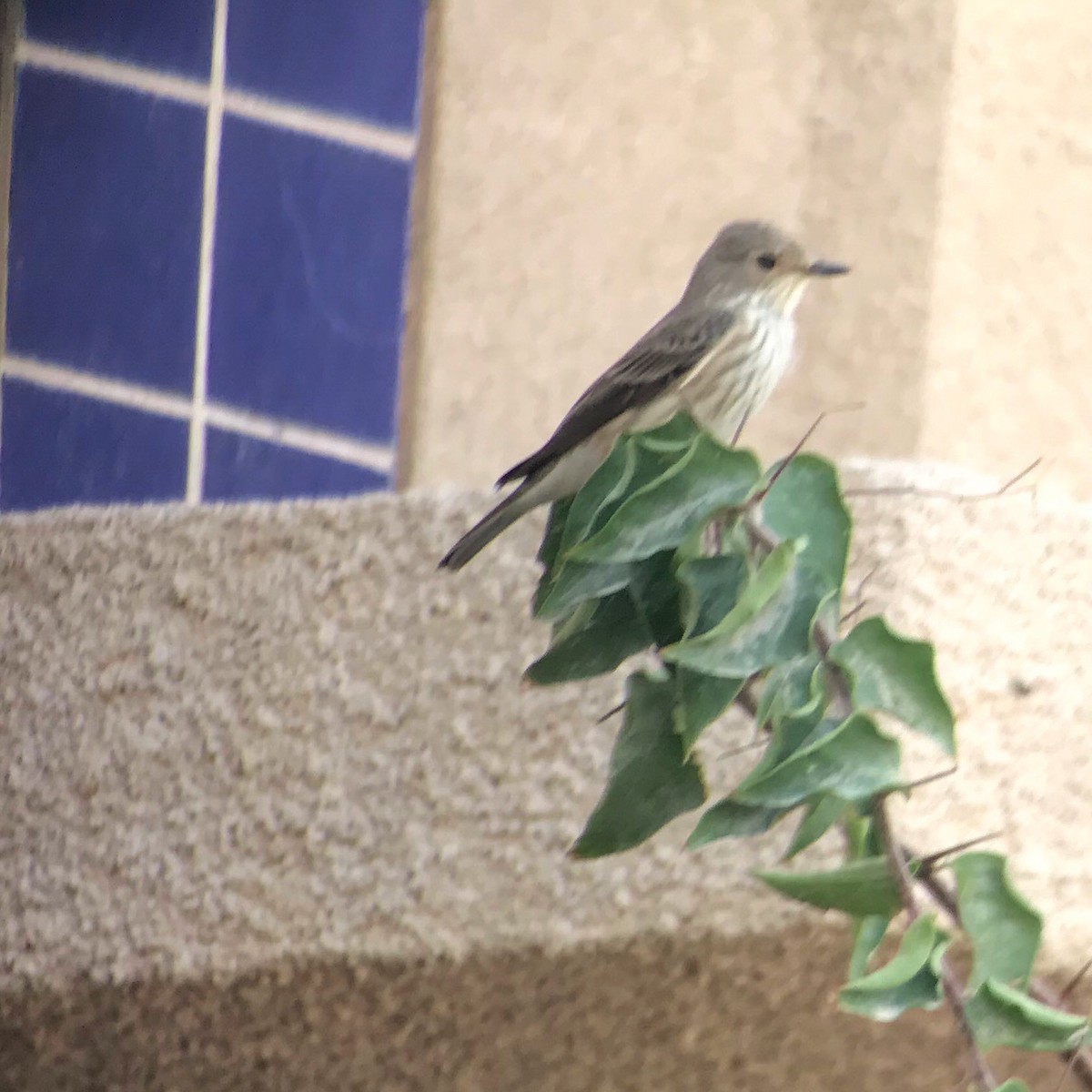 Spotted Flycatcher - ML94608711