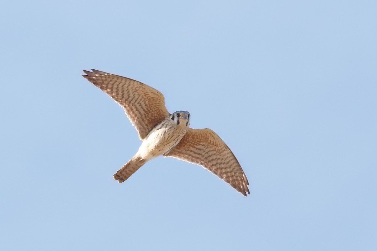 American Kestrel - ML94611781