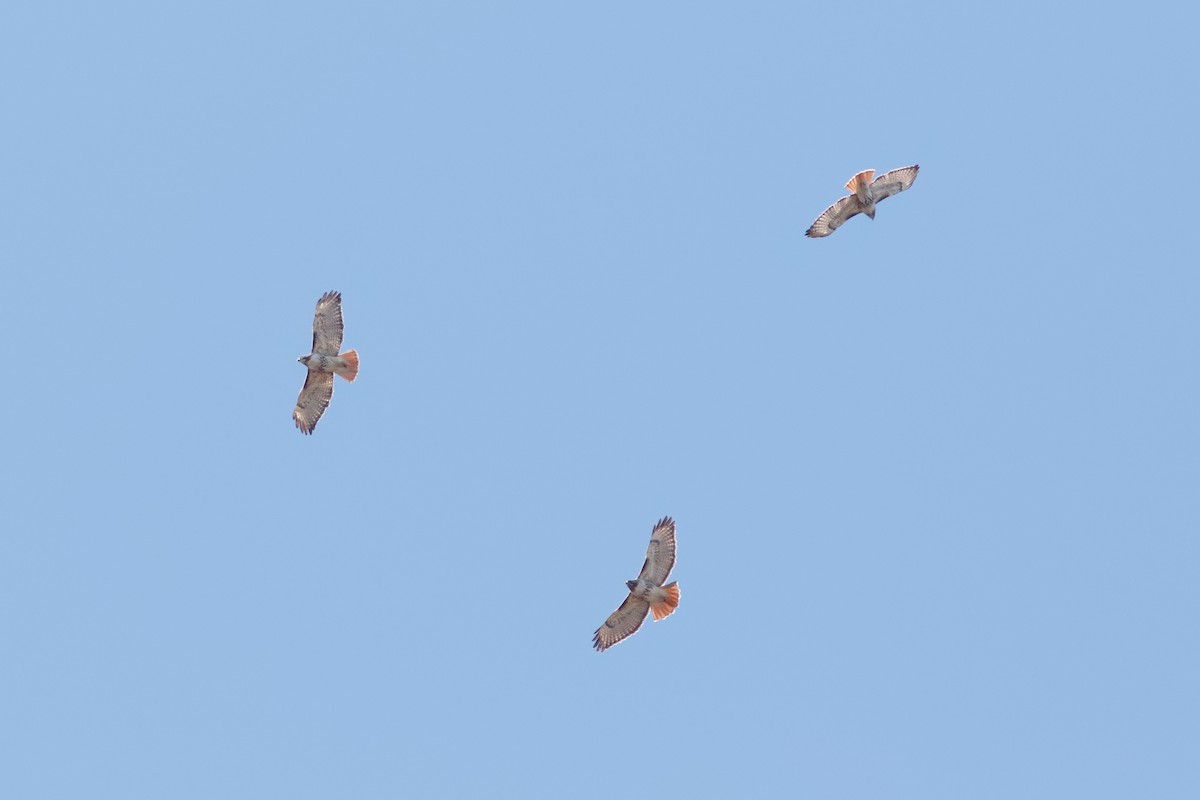 Red-tailed Hawk - ML94612521