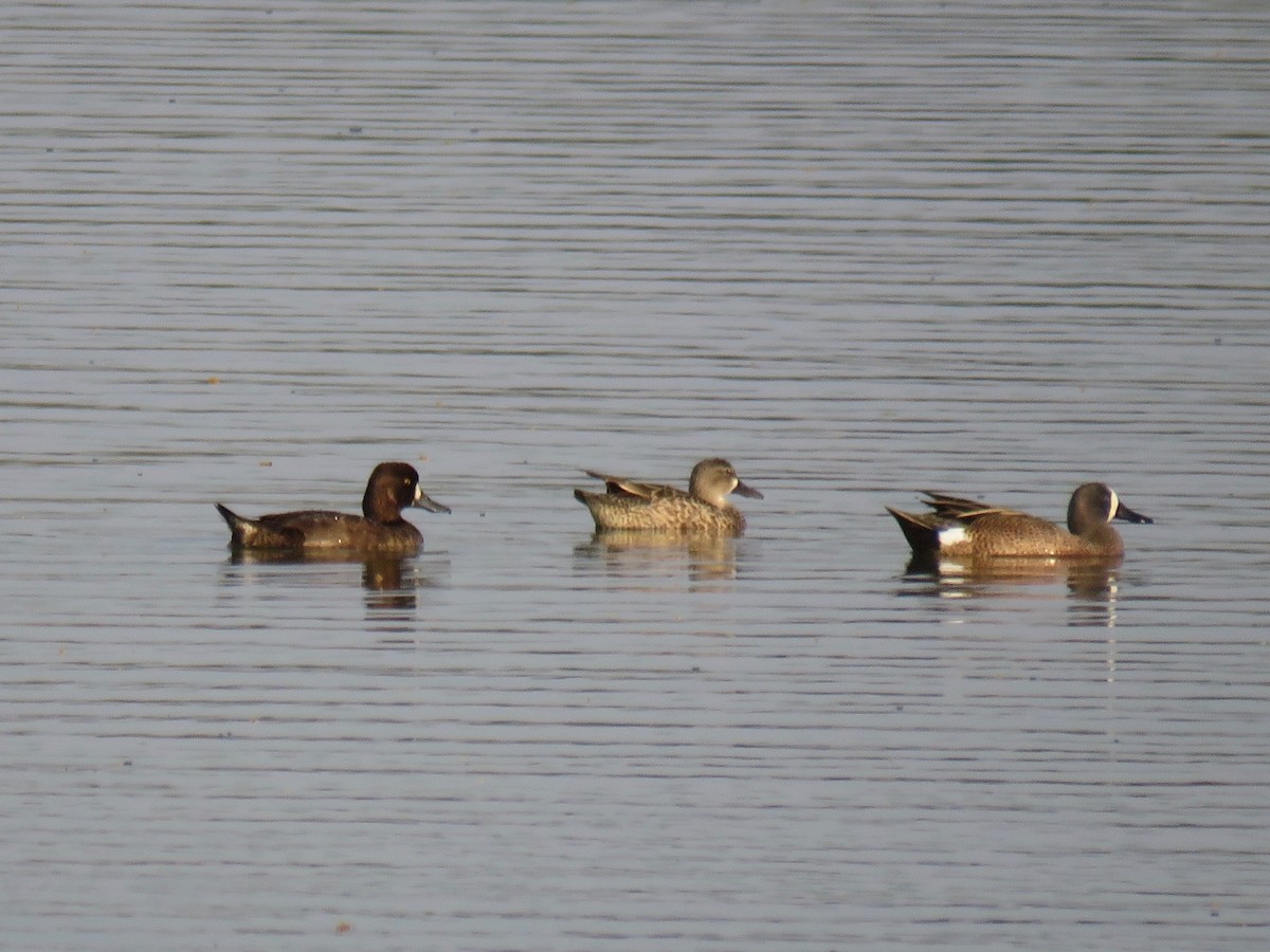 Lesser Scaup - ML94613041