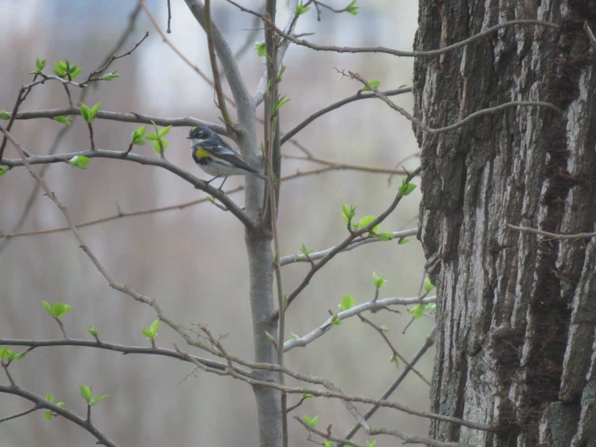 Yellow-rumped Warbler - ML94613521