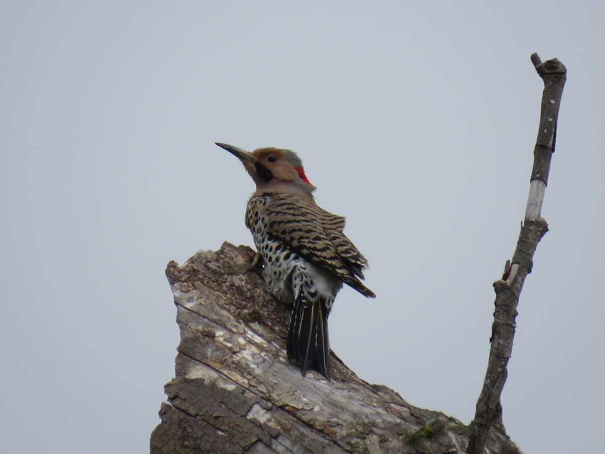 Northern Flicker (Yellow-shafted) - ML94613581