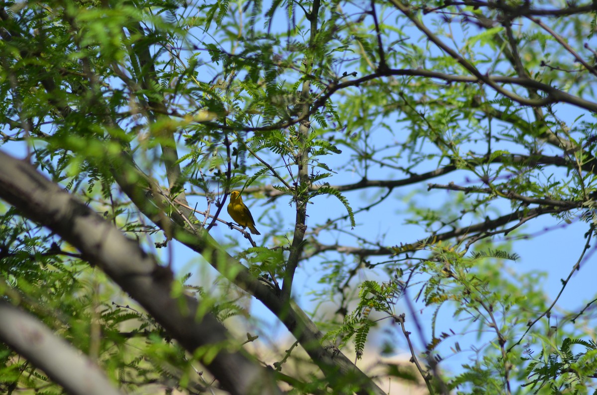 Yellow Warbler - ML94613941