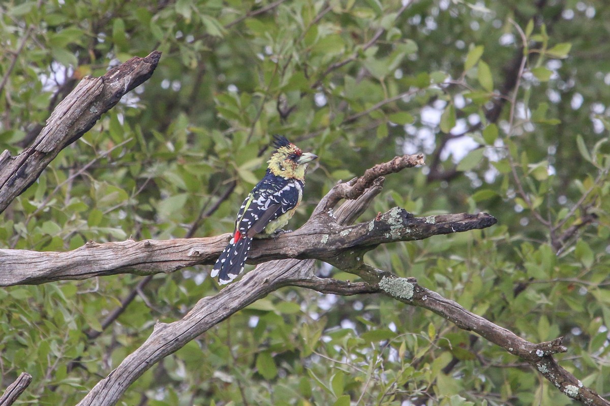 Tepeli Barbet - ML94614051