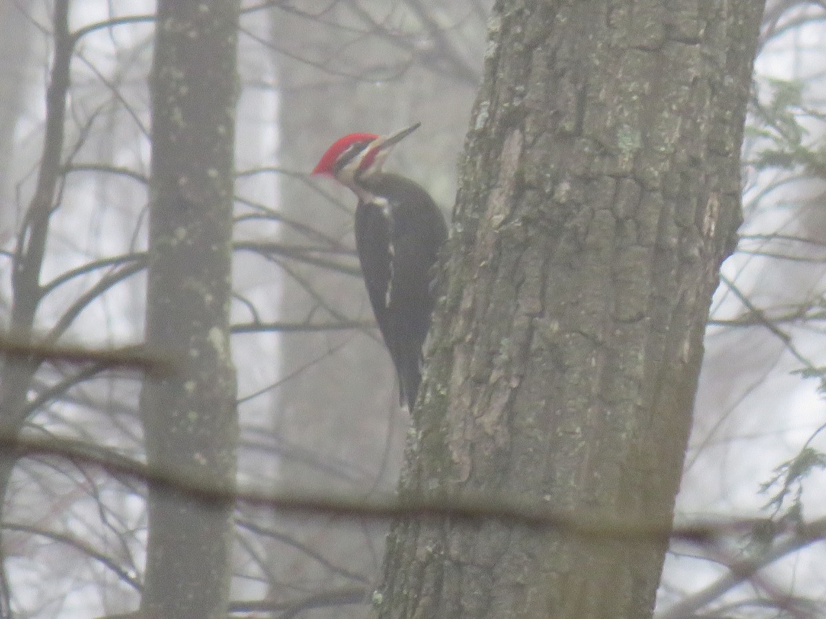 Pileated Woodpecker - ML94614091
