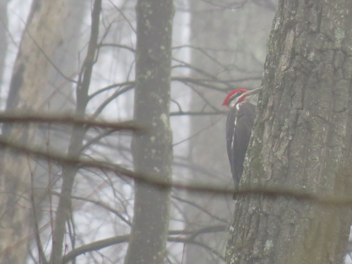 Pileated Woodpecker - ML94614101