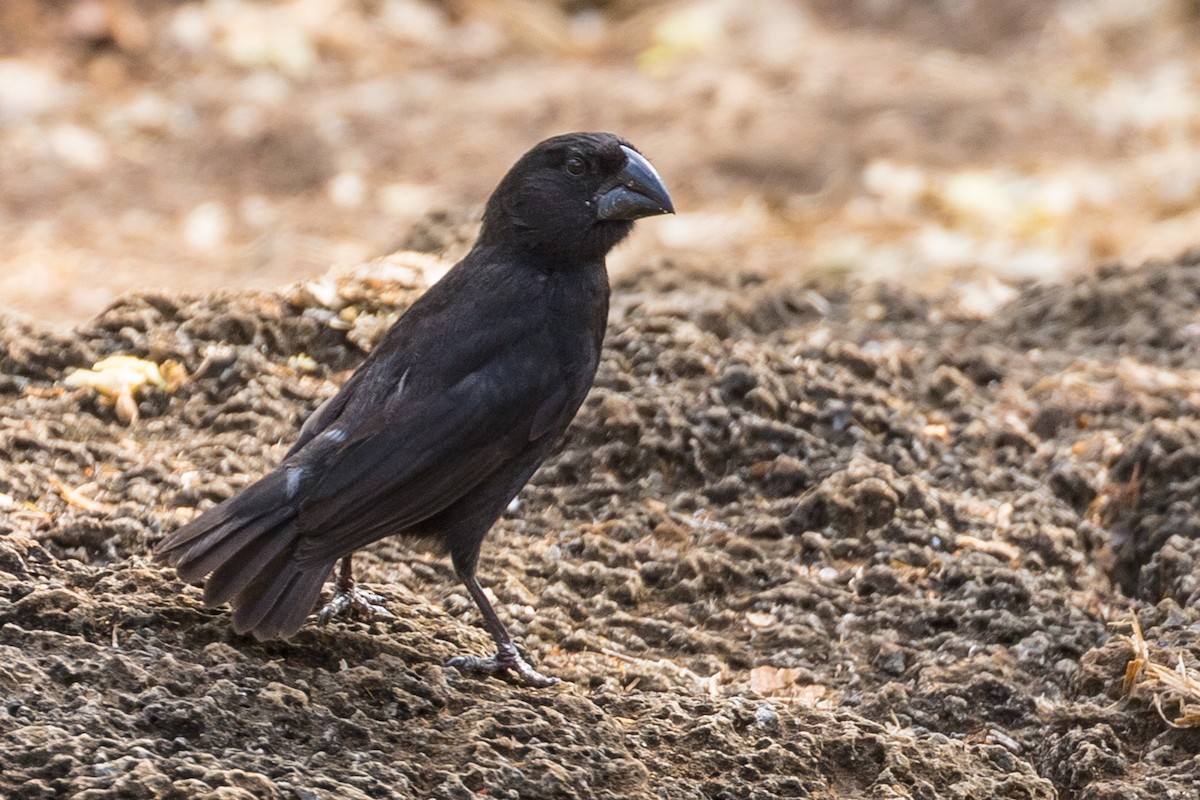 Large Ground-Finch - John Reynolds