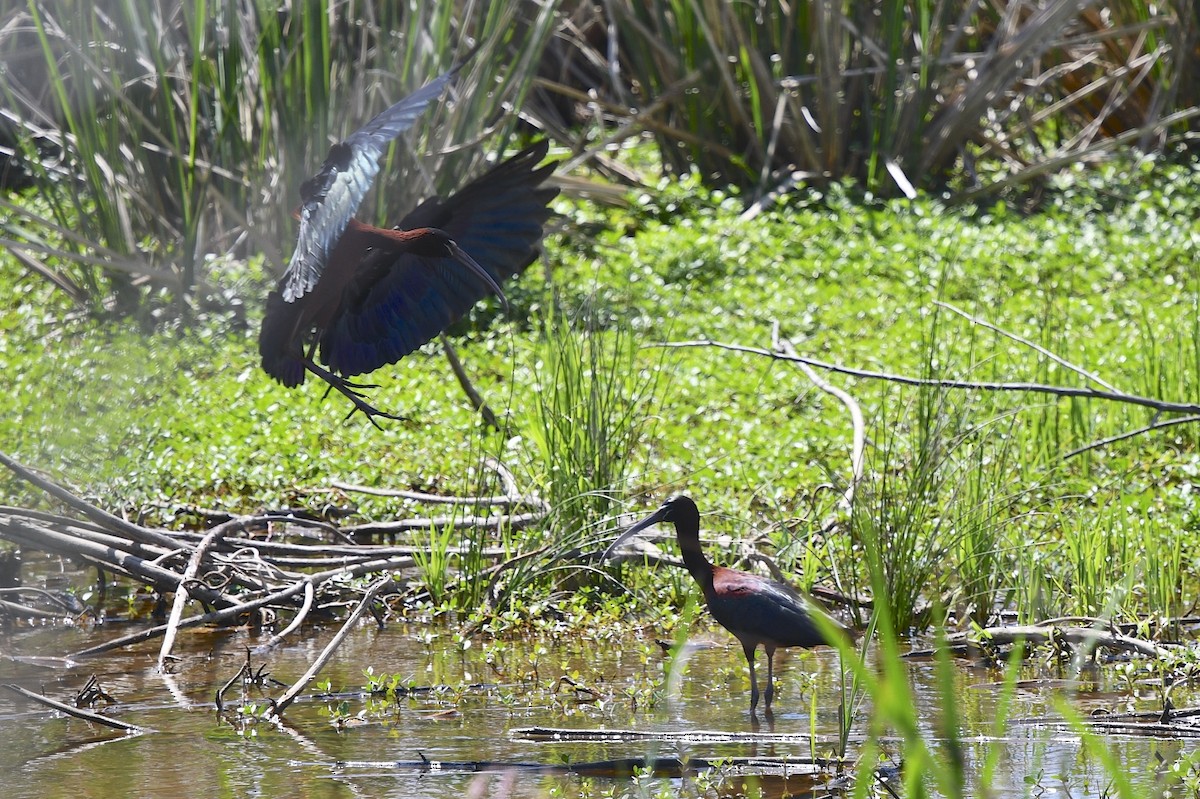 ibis hnědý - ML94614461