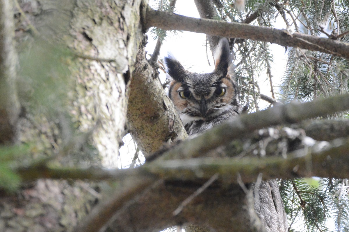 Great Horned Owl - ML94614591