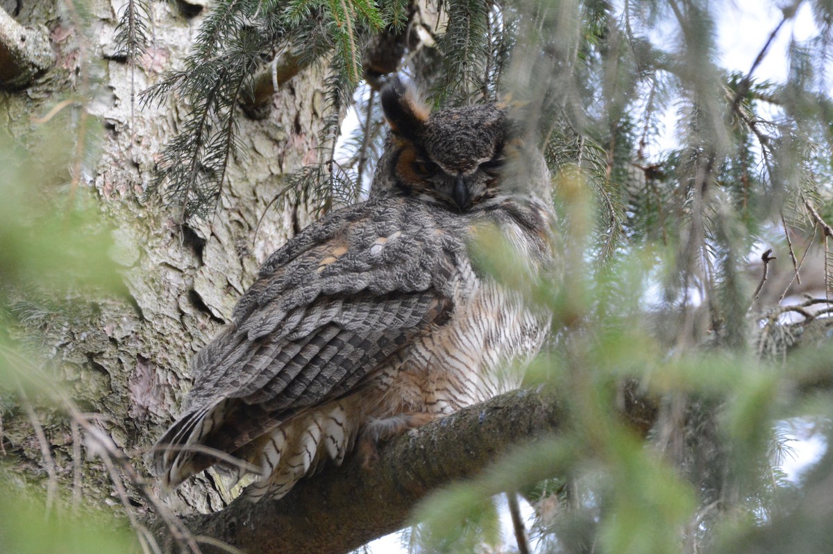 Great Horned Owl - ML94614701