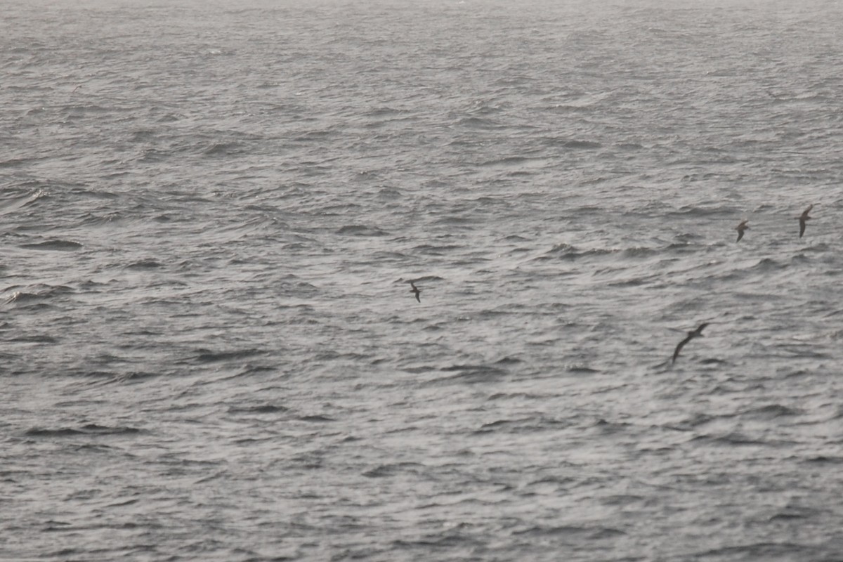 Barolo Shearwater - ML94615631