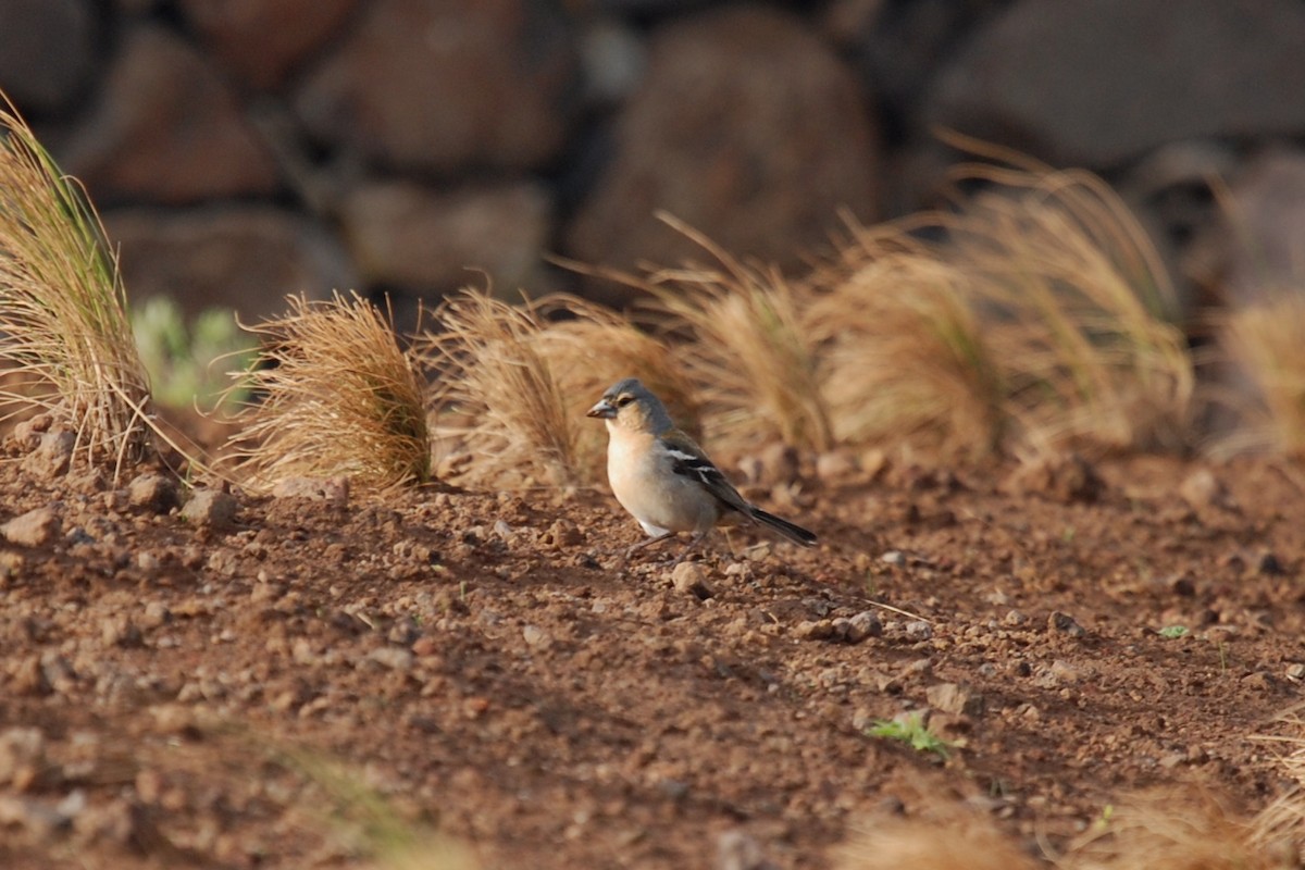 Azores Chaffinch - ML94615721