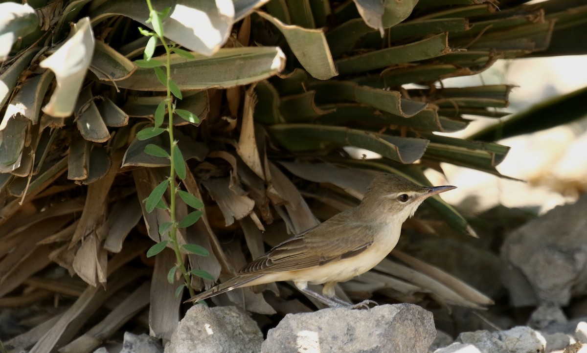 Basra Reed Warbler - Bassel Abi Jummaa