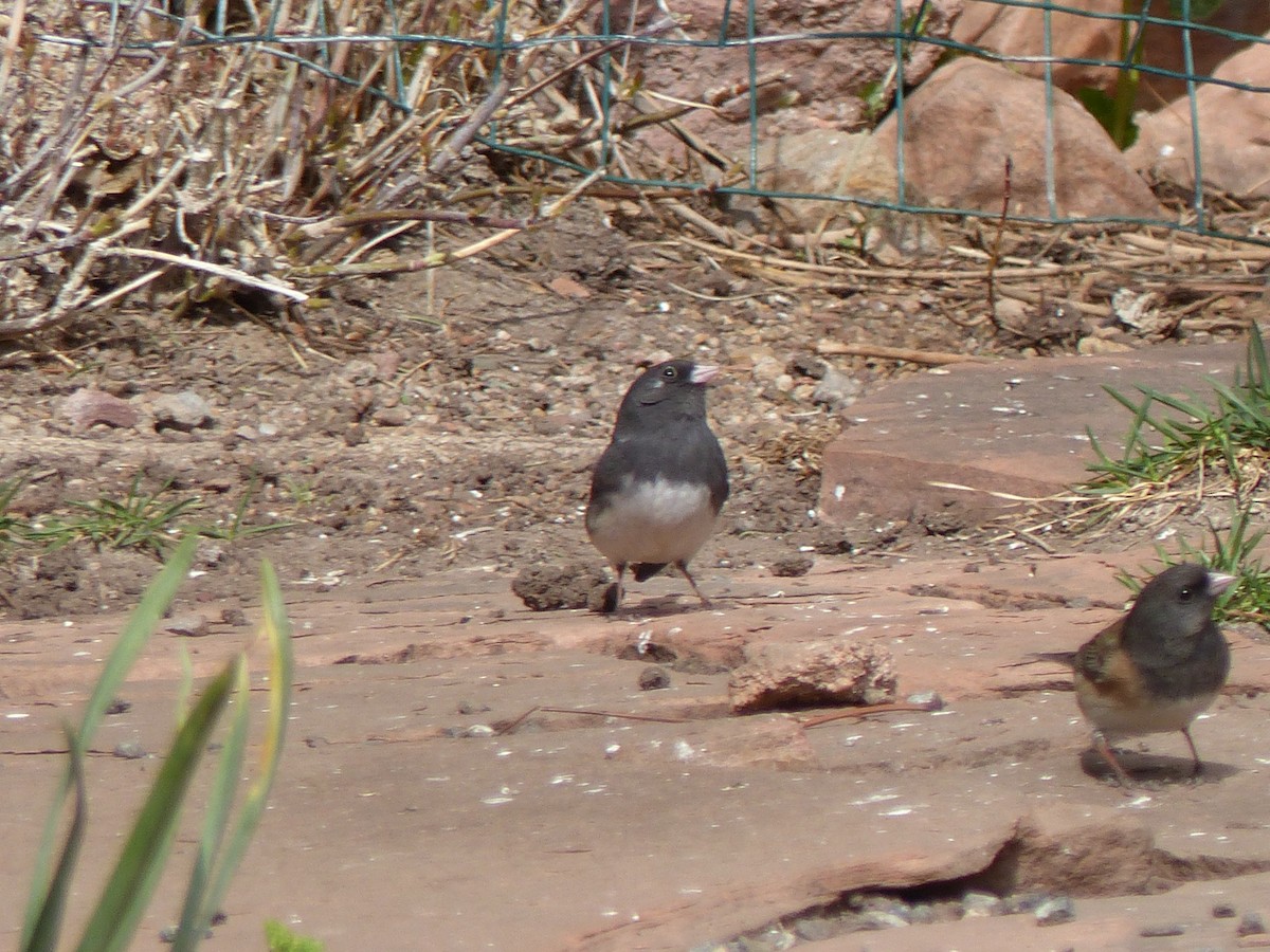 Junco Ojioscuro (hyemalis/carolinensis) - ML94616661