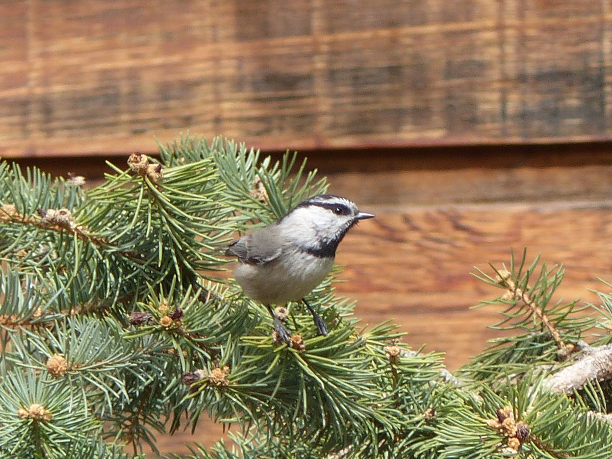 Mountain Chickadee - ML94616671