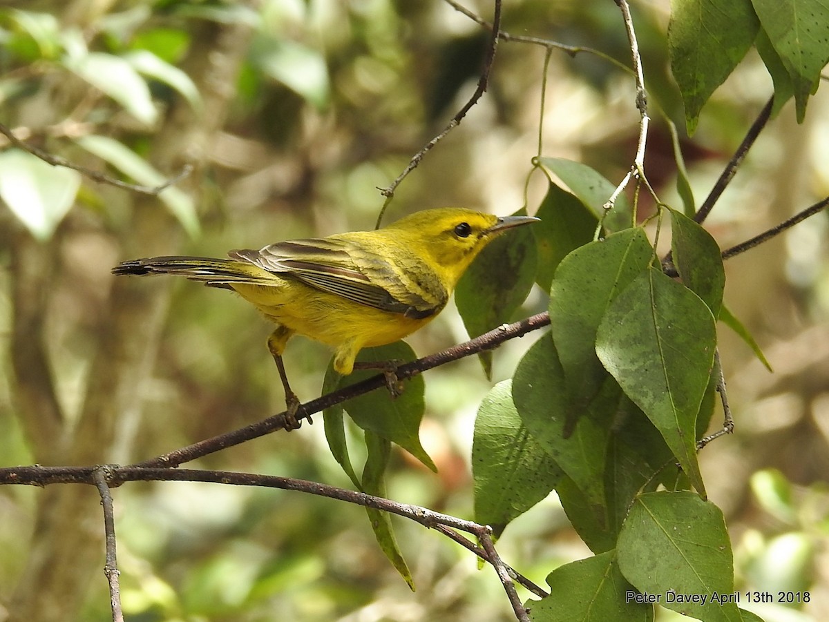 Vitelline Warbler - Peter Davey