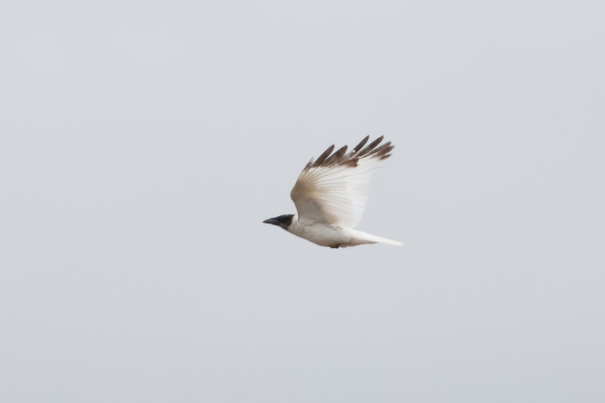 American Crow - ML94618021