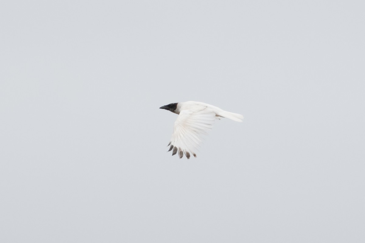 American Crow - ML94618031