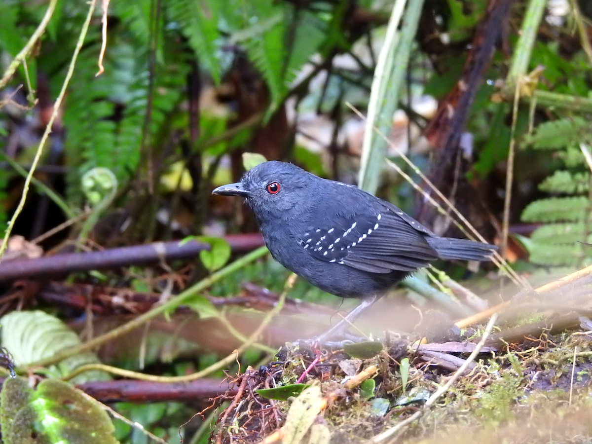 Esmeraldas Antbird - ML94618771