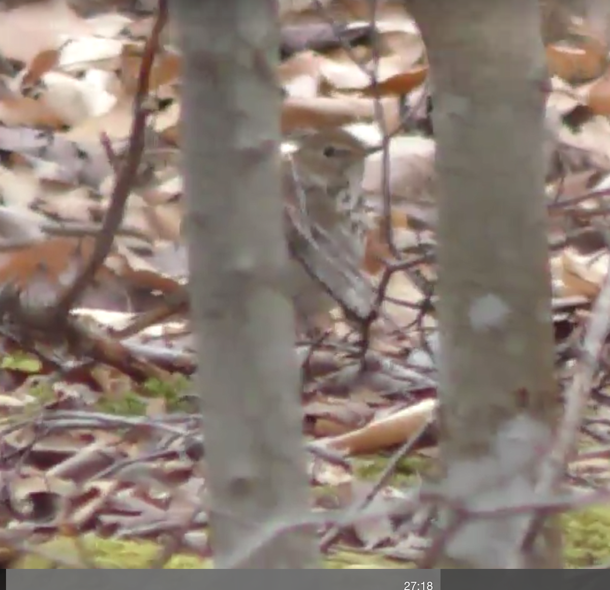 Hermit Thrush - ML94619281