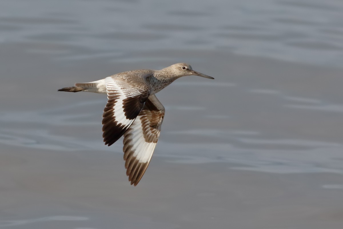 Willet - ML94621041