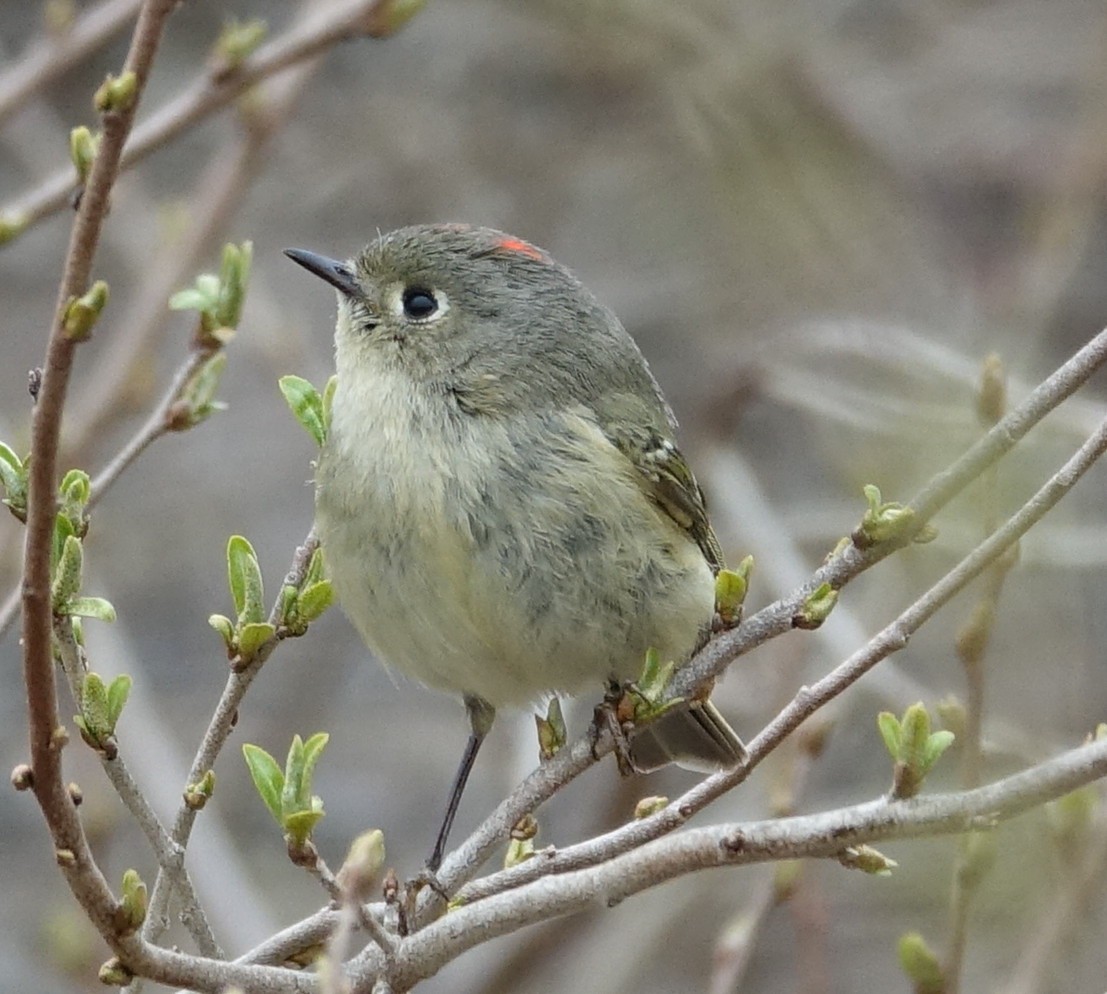 Ruby-crowned Kinglet - ML94621261