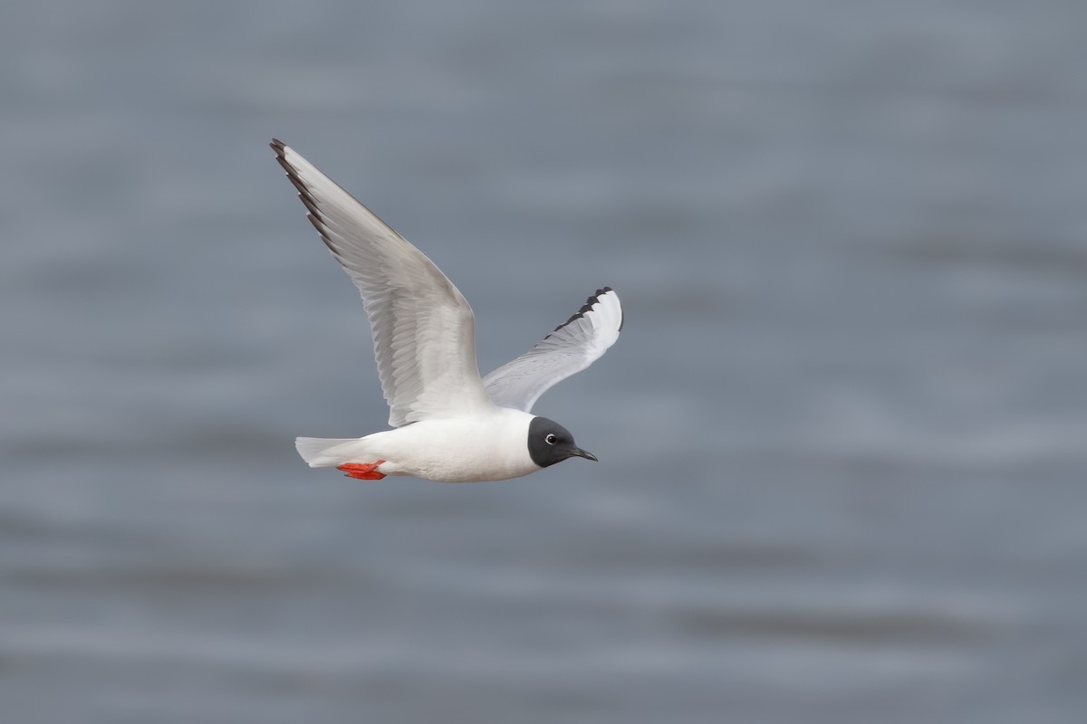 Bonaparte's Gull - ML94622971