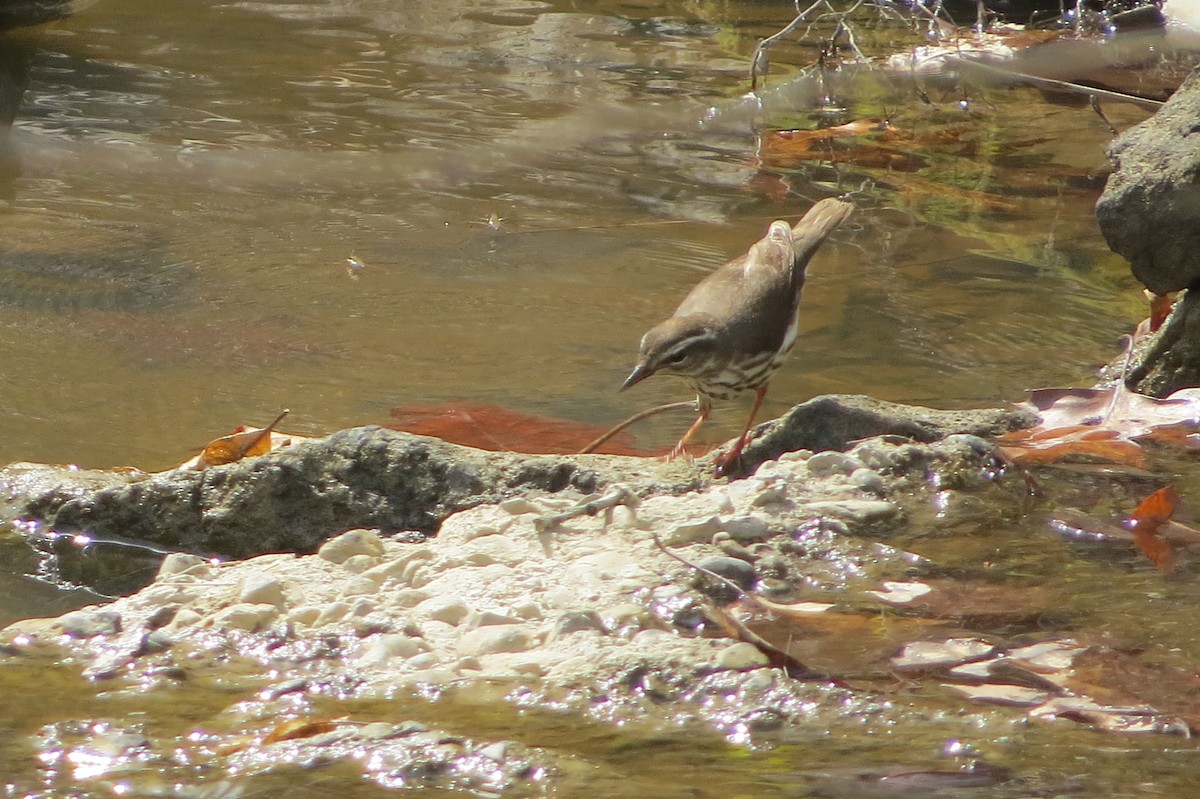 Paruline hochequeue - ML94624261