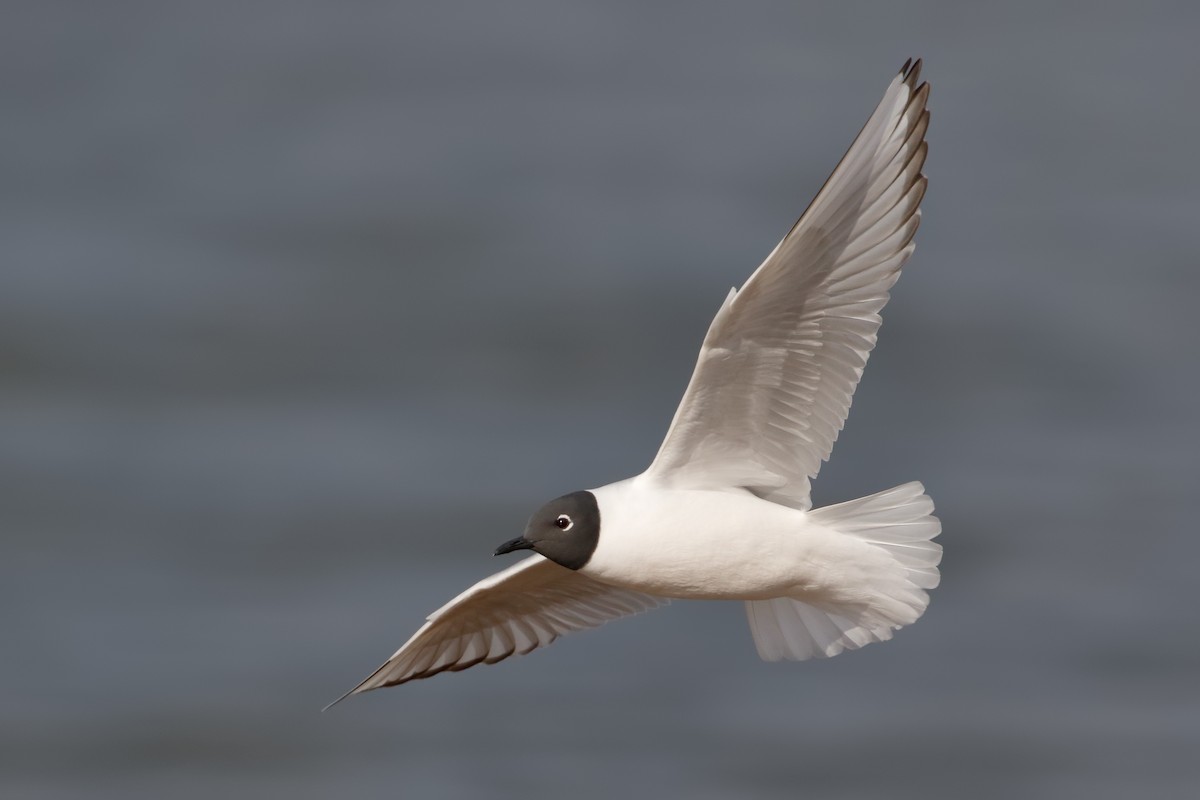 Bonaparte's Gull - ML94625141