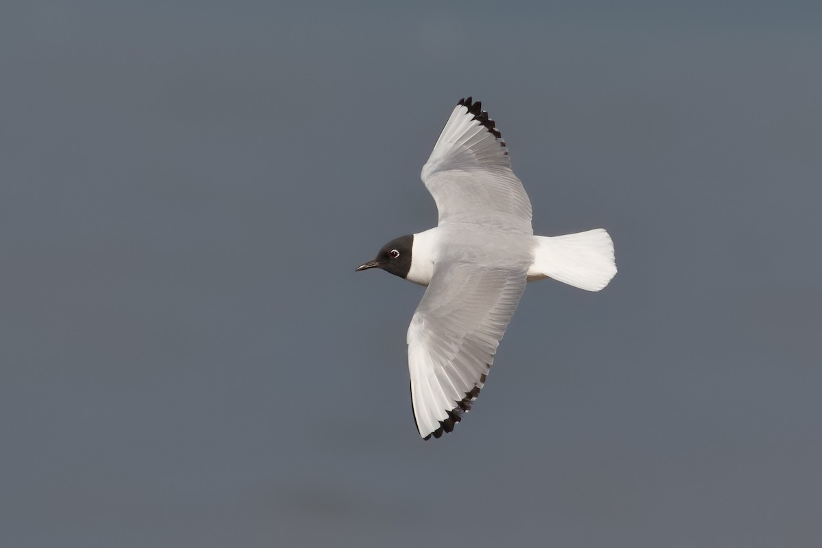 Bonaparte's Gull - ML94626651