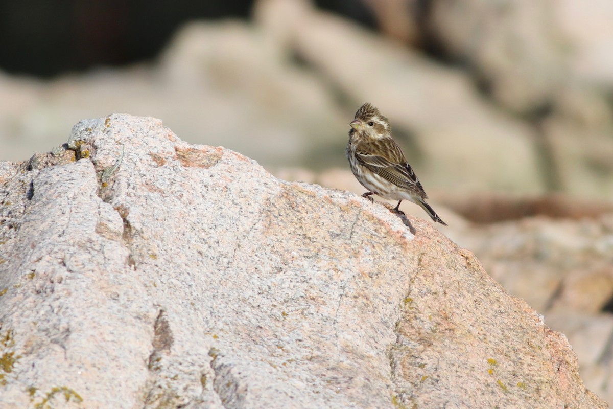 Purple Finch - ML94626901