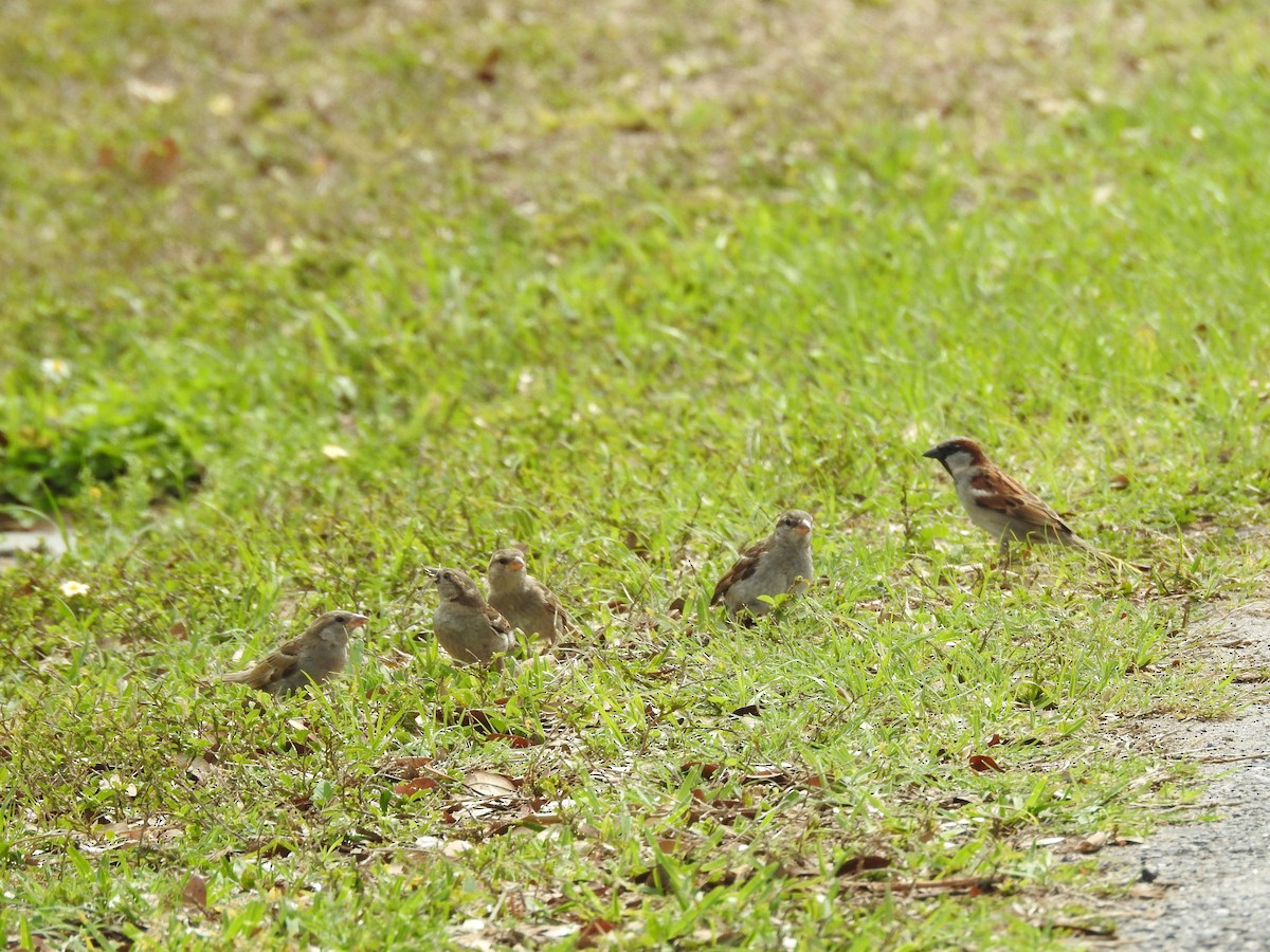 House Sparrow - ML94627091