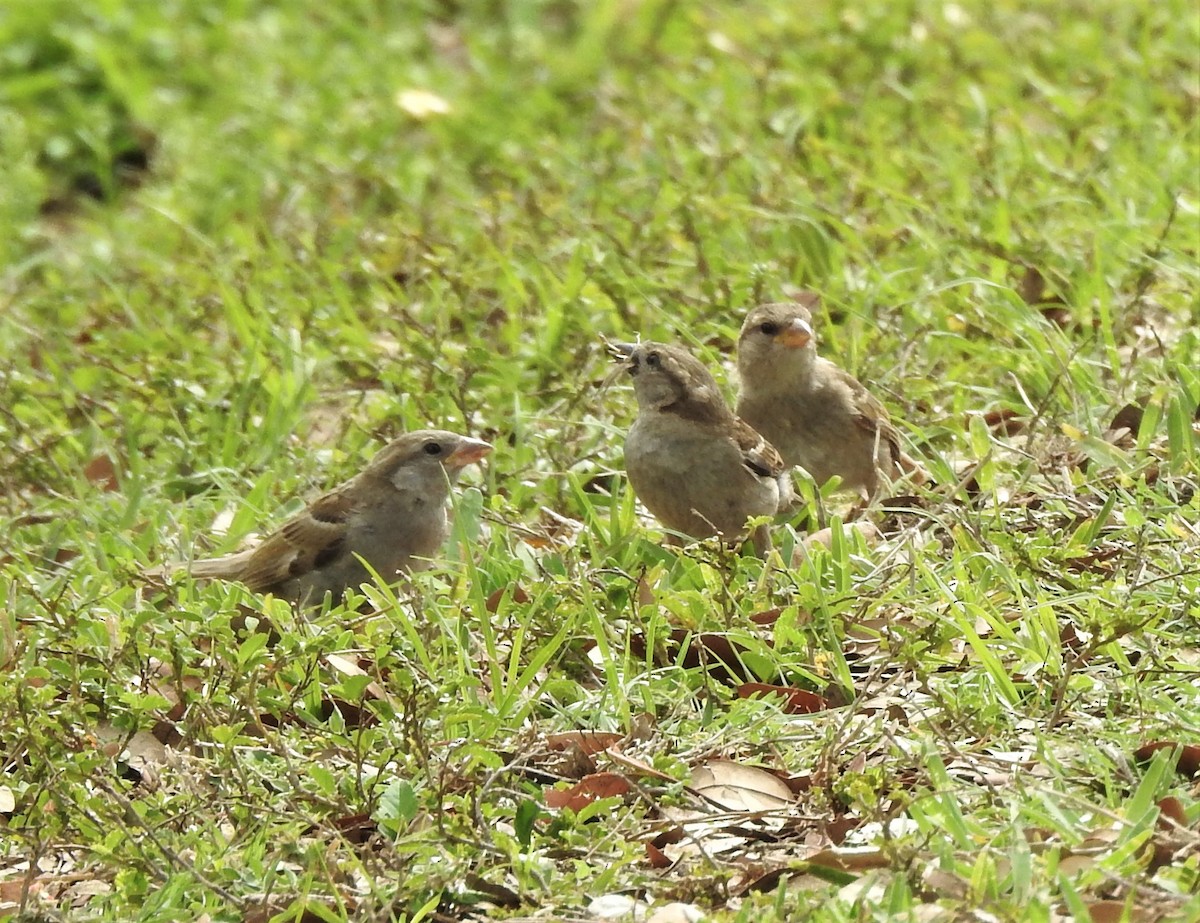 House Sparrow - ML94627101