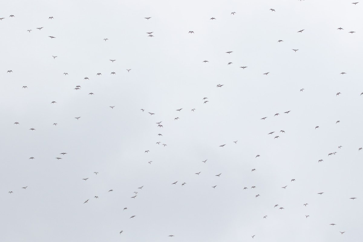 Bonaparte's Gull - ML94627801