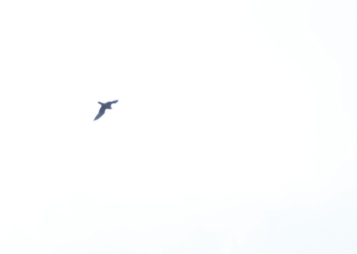 Peregrine Falcon - ML94628131