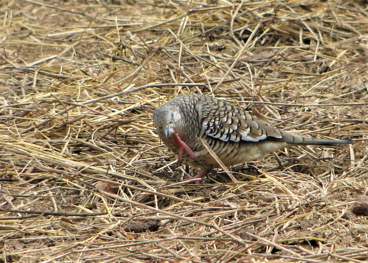 Scaled Dove - ML94628461