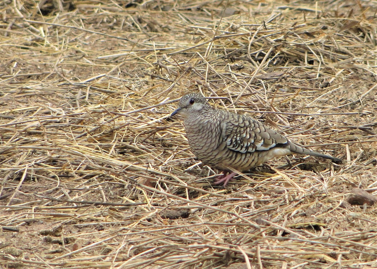 Schuppentäubchen - ML94628501