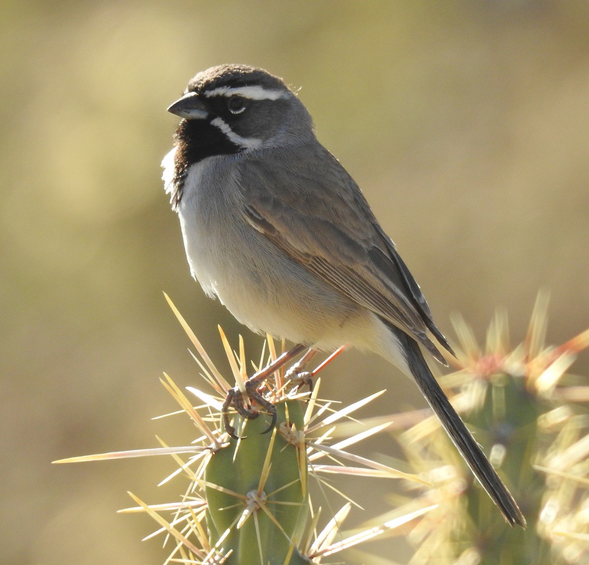 Black-throated Sparrow - ML94628641