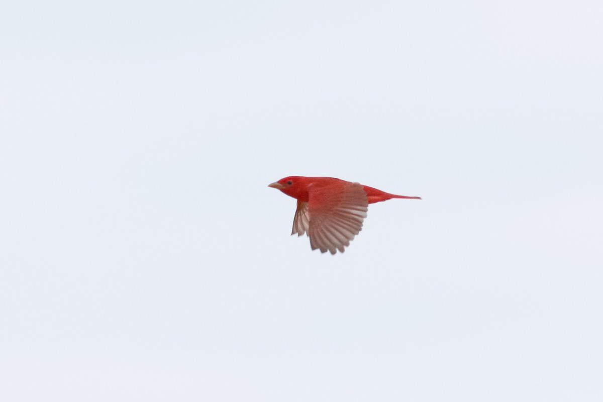 Summer Tanager - ML94629901