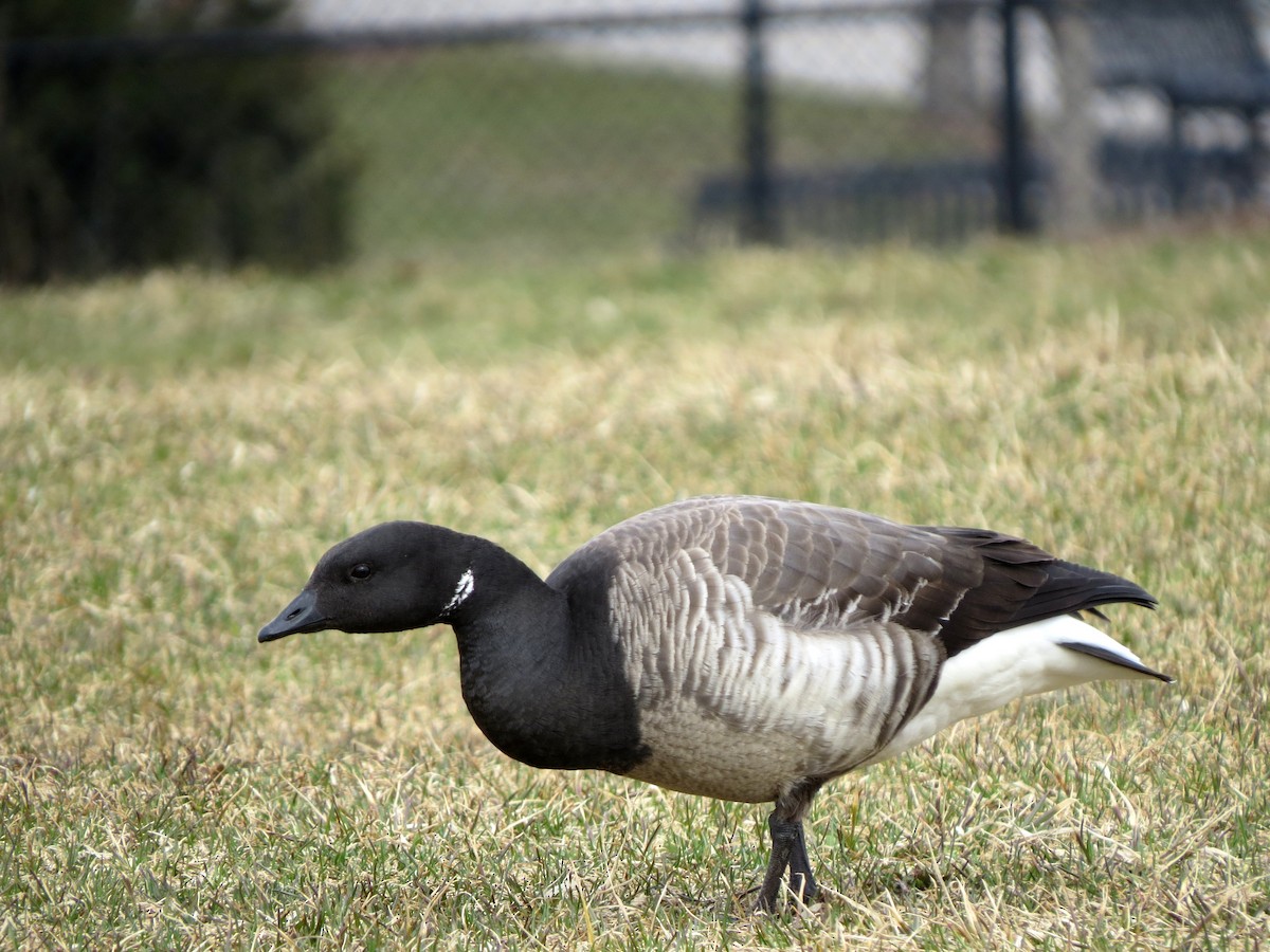 Branta musubeltza - ML94629971