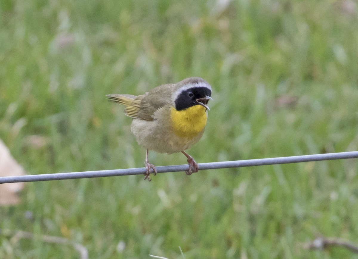 Common Yellowthroat - Heather Wolf