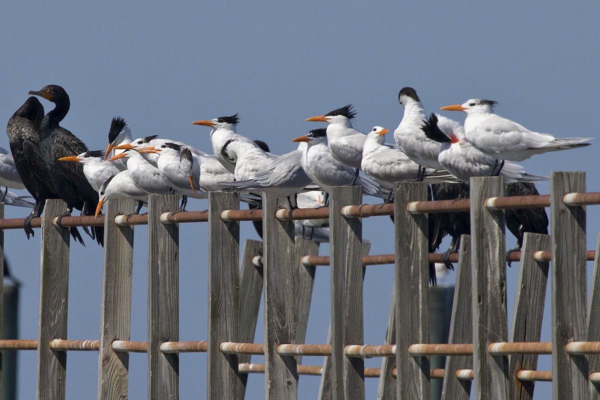 Royal Tern - ML94631341