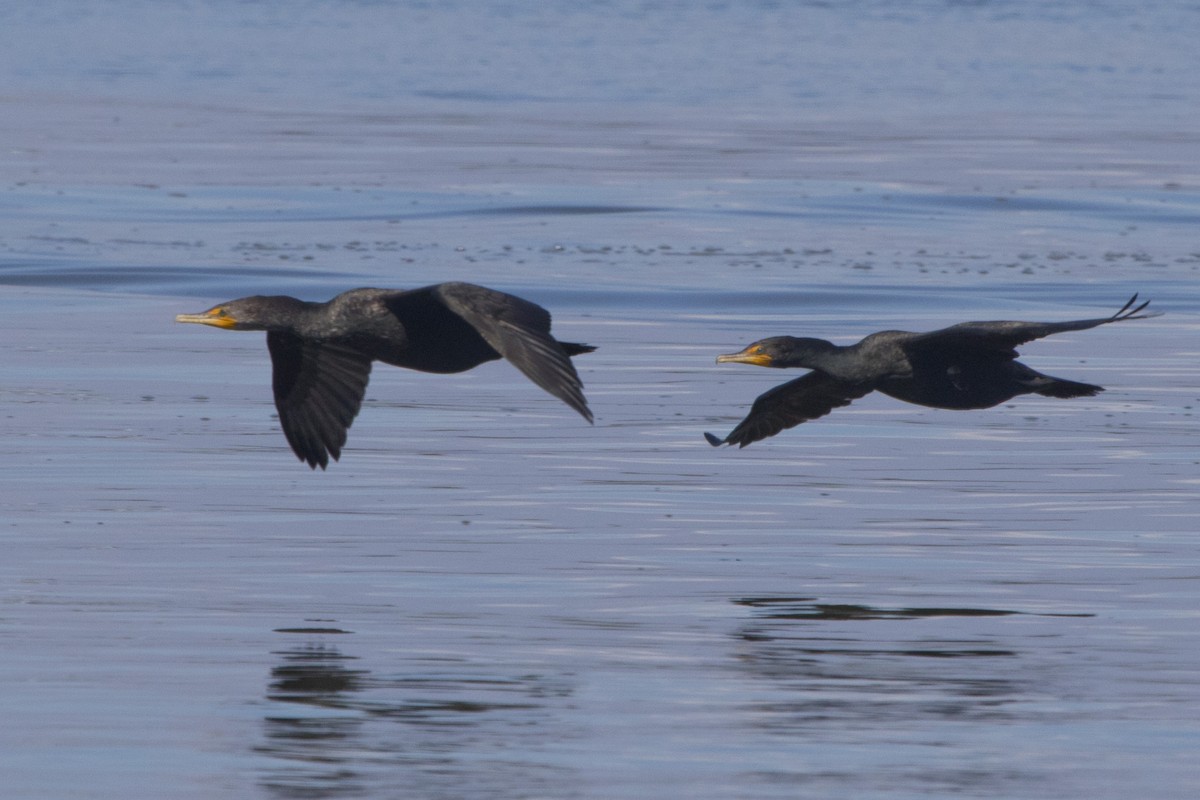 Double-crested Cormorant - ML94631411